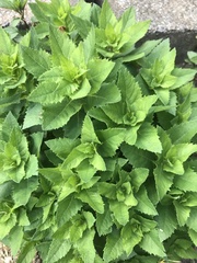 Platycodon grandiflorus