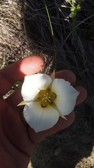 Calochortus nuttallii
