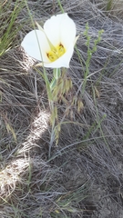 Calochortus nuttallii