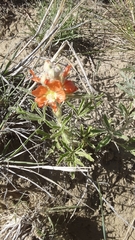 Sphaeralcea coccinea