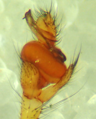 Tetragnatha versicolor