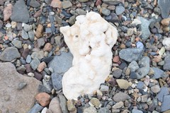 Lithothamnion glaciale