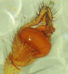 Tetragnatha versicolor