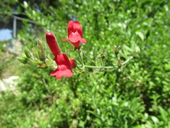 Gambelia