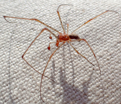 Tetragnatha versicolor