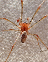 Tetragnatha versicolor