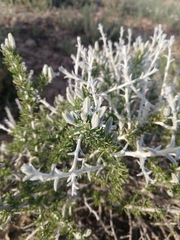 Tetradymia spinosa