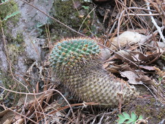 Mammillaria gigantea