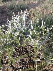 Tetradymia spinosa