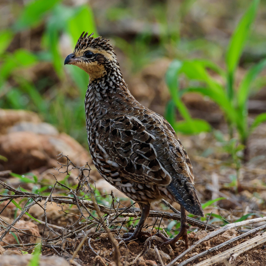 Black-Throated Bobwhite