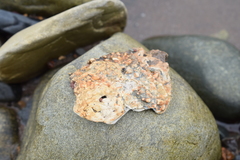 Lithothamnion glaciale