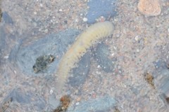 Leptosynapta