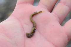 Leptosynapta