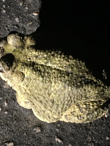 iNaturalist observation photo of Red-spotted Toad