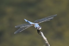 Libellula composita