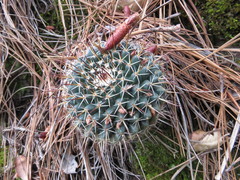 Mammillaria gigantea