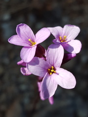Arabis aculeolata