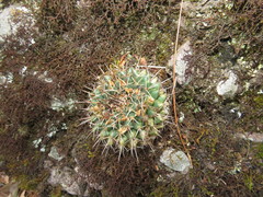 Mammillaria gigantea