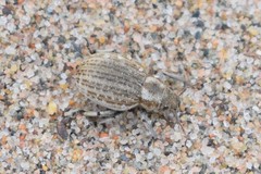 Philopedon plagiatum