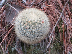Mammillaria densispina