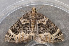 Ecliptopera silaceata