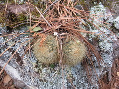 Mammillaria densispina