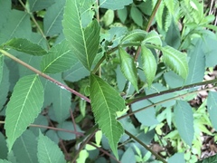 Rhus chinensis