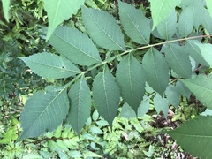 Rhus chinensis
