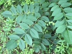 Rhus chinensis