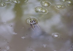 Lithobates fisheri