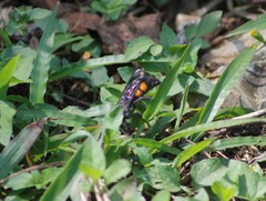 Pygodasis ephippium ephippium