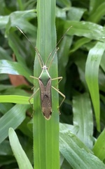 Homoeocerus angulatus