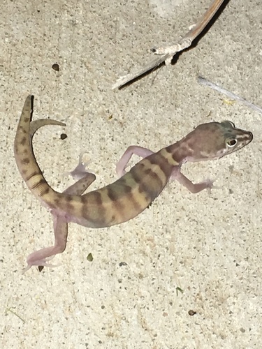 iNaturalist observation photo of Desert Banded Gecko
