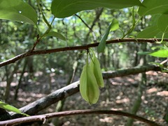 Halesia diptera