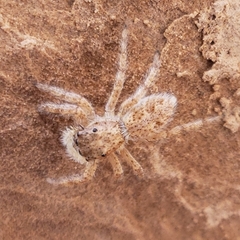 Platycryptus arizonensis