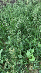 Poa pratensis pratensis