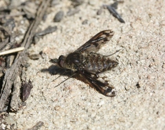 Conophorus fenestratus