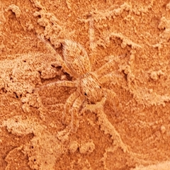 Platycryptus arizonensis