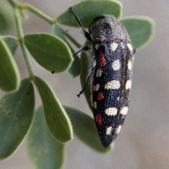 Acmaeodera gibbula