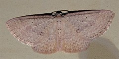 Poecilasthena anthodes
