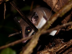 Didelphinae