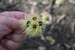Eucalyptus occidentalis