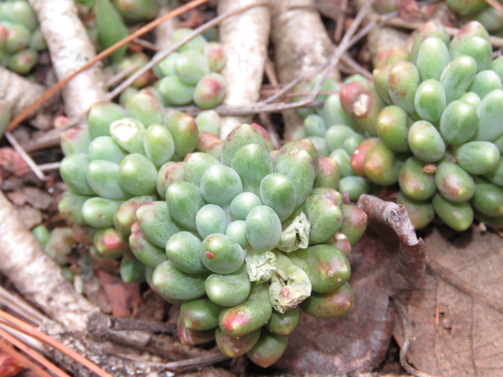 Pachyphytum meyranii