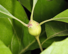 Zapatella quercusphellos