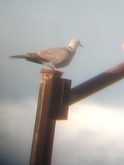 Streptopelia decaocto