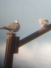 Streptopelia decaocto