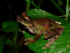 Osteocephalus buckleyi
