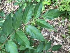 Staphylea japonica
