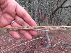 Muhlenbergia pubescens