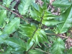 Staphylea japonica